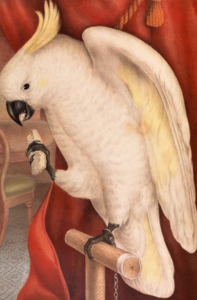 Great Sulphur-Crested Cockatoo, Plyctolophus galeritus by James Whitley Sayer